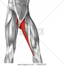 Superficial veins of upper limb , anatomy : Concept Conceptual 3d Image Photo Free Trial Bigstock