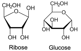 sugar phosp backbone
