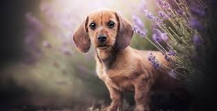 wallpaper dachshund cute dog puppy