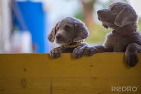 long haired weimaraner puppies stand up