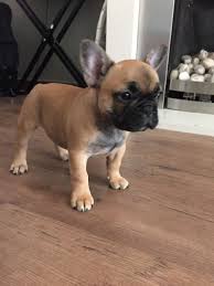 However, free frenchy dogs and puppies are a rarity as rescues usually charge a small adoption fee to cover their expenses (usually less than $200). French Bulldog Puppies For Sale Ohio Pike Oh 198764
