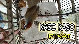 Suara burung cici padi gacor suara merdu untuk masteran dan pancingan burung cici padi mp3 suara pikat & masteran burung cici padi. Mikat Cici Padi Merah Salome Di Sawah Seruuu By Dedi Channel