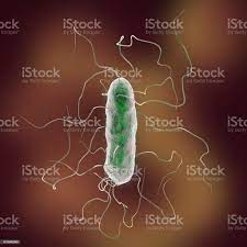 Proteus Mirabilis Bakteria - Stockowe grafiki wektorowe i więcej obrazów  Choroba - Choroba, Ilustracja, Kwadratowy - iStock