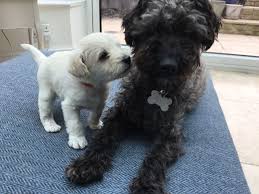 Gorgeous White Miniature Schnoodle Puppy Waterlooville