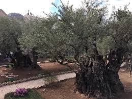 israel trip the garden of gethsemane