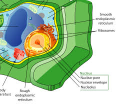 plant cell parts functions types