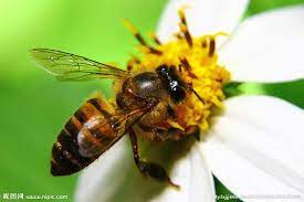 從蒼蠅與蜜蜂及美女的特點來看，如何做一個受人歡迎的人- 每日頭條