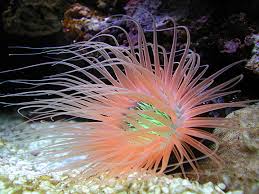 aquarium invertebrates anemones