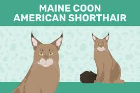 maine american shorthair mix care