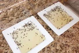 les fourmis avec de l acide borique