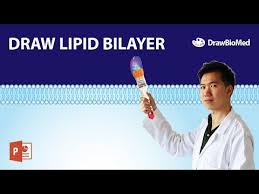 how to draw cell membrane lipid bilayer