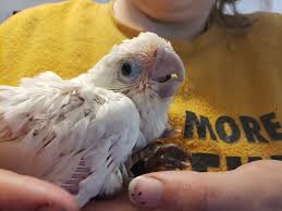 Hand fed goffin cockatoos available! Goffin Cockatoo 182838 For Sale In Coupeville Wa