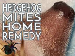 hedgehog mites home remedy heavenly