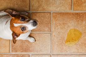 how to clean dog urine how to clean