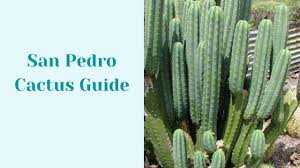 How many types of cactus are there? San Pedro Cactus In Depth Guide With Pictures Succulents Network