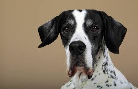 Pointers are very loyal and loving with their owners. Pointer Dog Breed Information And Pictures Lovetoknow
