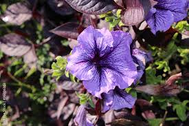 petunia bravo blue vein flower in