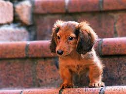 long haired weenie dog puppy free