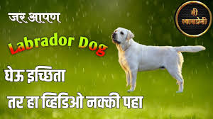 labrador dog information in marathi