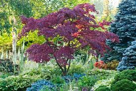 Caring For Japanese Maple Trees