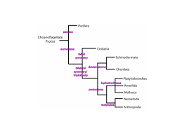 Invertebrate Evolution Advanced Ck 12 Foundation