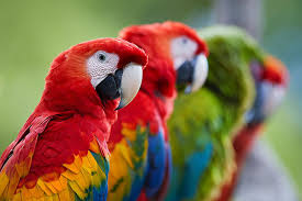 10 interesting facts about macaws