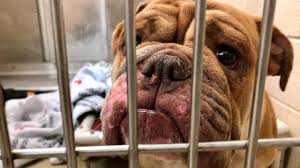 The babies do need a good home so be free to get to me now for more information and pictures if you are interested in having the puppies they need ju… Bulldogs Seized From Breeder In October Still Waiting To Be Adopted Wral Com