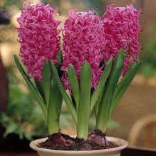 Image result for pink hyacinths