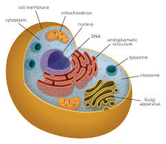 This is what an Animal Cell looks like  It has many different organelles   each