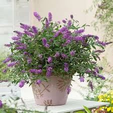 76 purple flower names growing tips