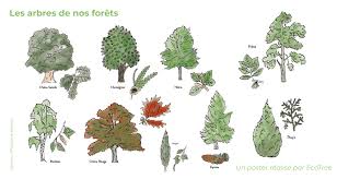 Différencier les arbres en forêt : feuilles, écorce et fruits | EcoTree