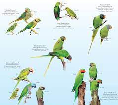 ornithology conservation parrots