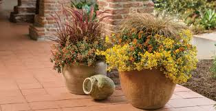 Drought Tolerant Plants For Containers
