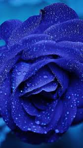 nd81 rose flower blue rain bokeh zoom