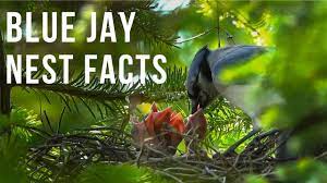 blue jay nest facts you