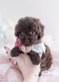 puppy 037 teacup puppies chocolate poodle