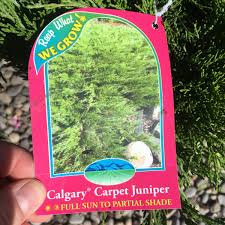 calgary carpet juniper trees shrubs