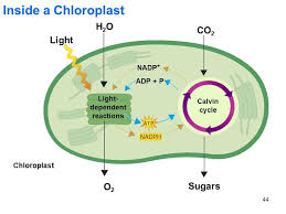 Calvin Cycle And Light Dependent