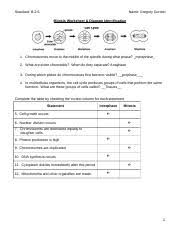 Mitosis Worksheet Diagram Identification Answers Worksheet