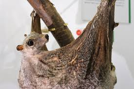 Check spelling or type a new query. 21 Philippine Flying Lemur Facts You Ll Never Forget