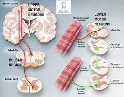 upper motor vs lower motor neuron