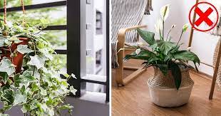 plants are not good for home vastu