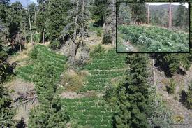 7 results for lytton b.c. Rcmp Find Massive Illegal Grow Operation In Rural B C During Unrelated Aerial Operation Victoria News