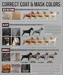 Correct Cane Corso Colors Cane Corso Italian Cane Corso