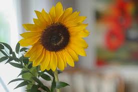 Telusuri galeri 14.732 gambar bunga matahari untuk desainmu. Koleksi Gambar Bunga Matahari Yang Cantik