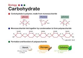 carbohydrate molecule images browse 2