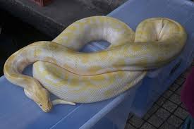 4 alternatives to snake bedding found