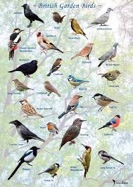 british garden birds identification
