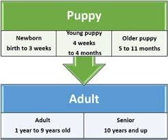 Shih Tzu Age Stages And Information