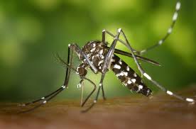 How To Control Asian Tiger Mosquito